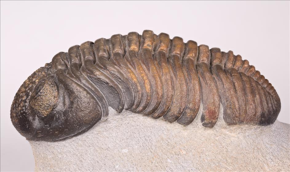 Picture of Drotops megalomanicus subornatus left side