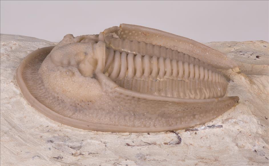 Picture of Dolichoharpes reticulata left side