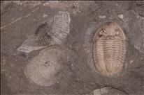 Picture of Bollandia globiceps with brachiopods