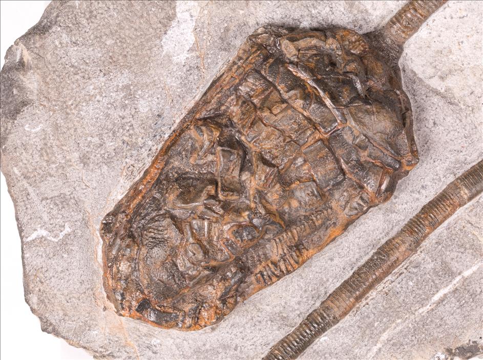 Picture of Cupressocrinites sp. 1 crown