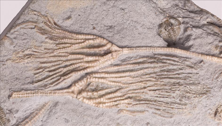 Picture of Iocrinus subcrassus pair