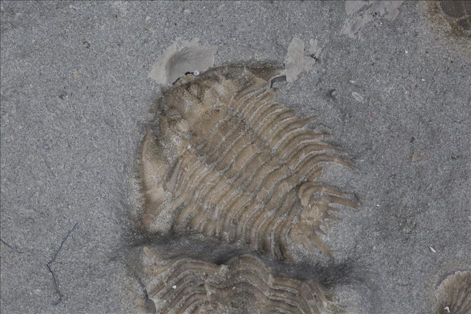 Picture of Left Meadowtownella crosotus trilobite