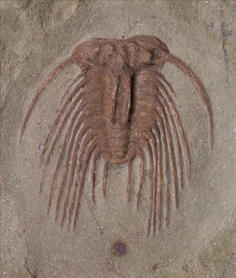 Picture of Selenopeltis gallica at bottom