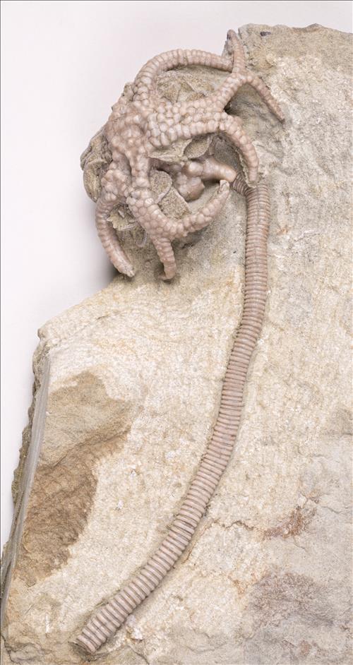 Picture of Gilbertsocrinus tuberosus