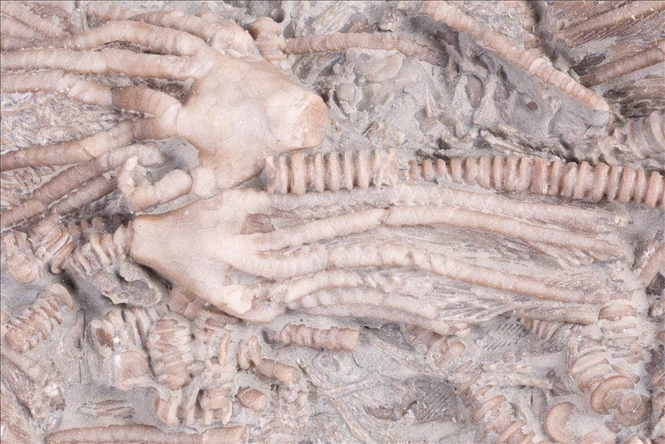 Picture of Dimerocrinites elegans close up A