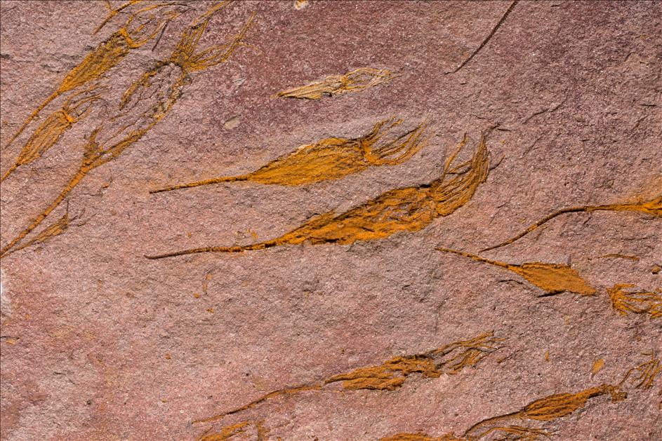 Picture of Ascocystites sp. close up A