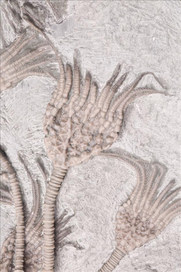 Picture of Glyptocrinus decadactylus close up A