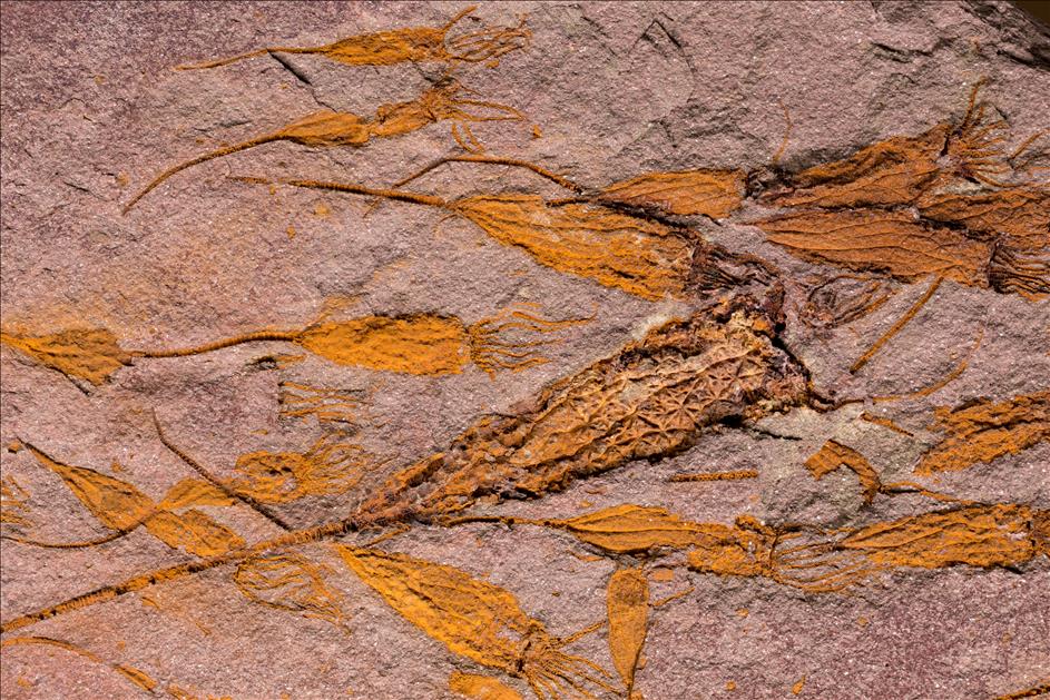 Picture of Ascocystites sp. close up B