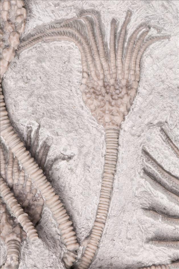 Picture of Glyptocrinus decadactylus close up B