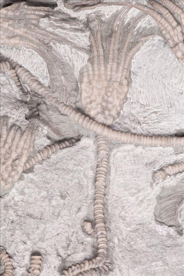 Picture of Glyptocrinus decadactylus close up C