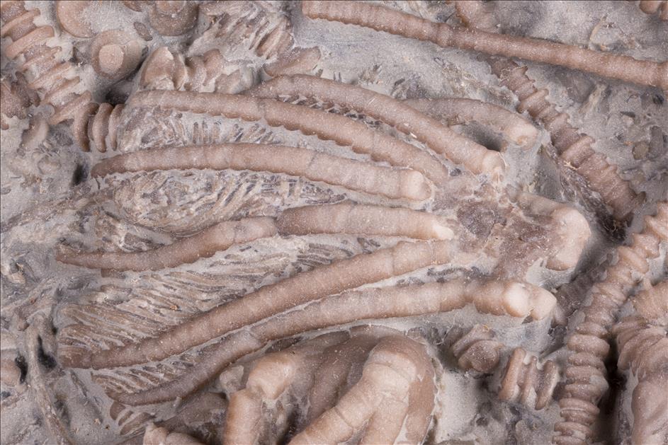 Picture of Dimerocrinites elegans close up D