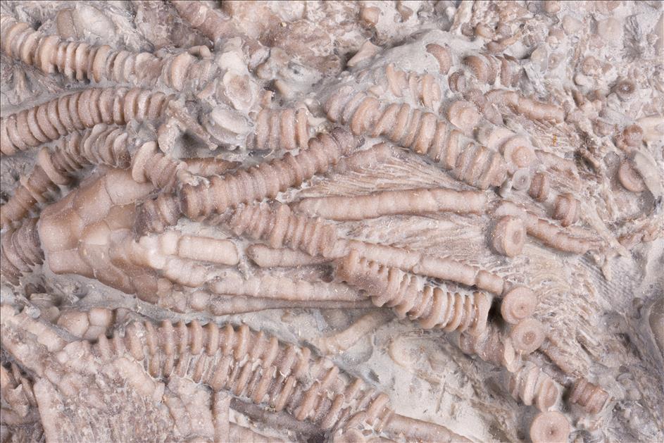 Picture of Dimerocrinites elegans close up E