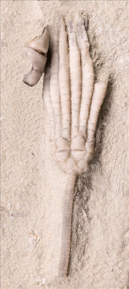 Picture of Scytalocrinus decadactylus