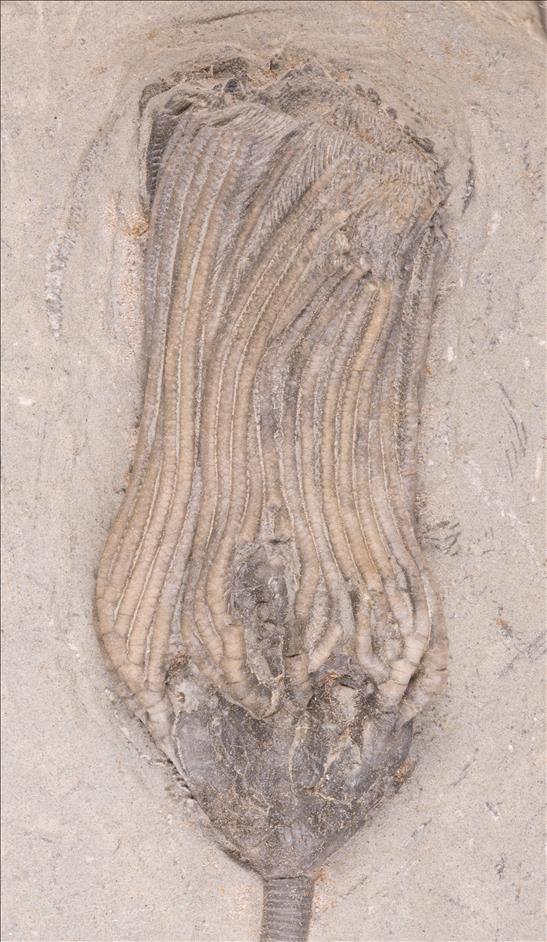 Picture of Paradichocrinus polydactylus first specimen crown
