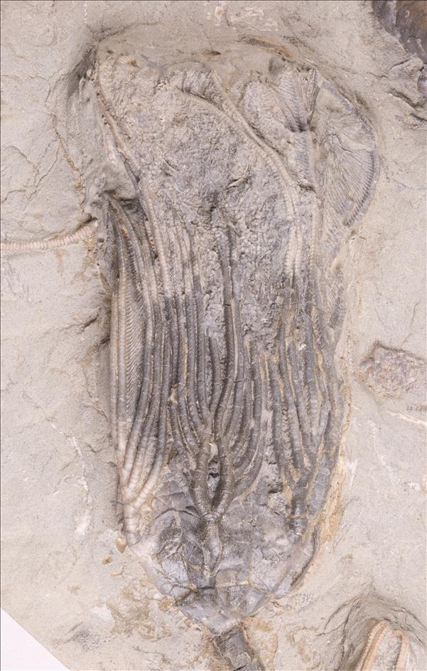 Picture of Paradimenchocrinus polydactylus second specimen