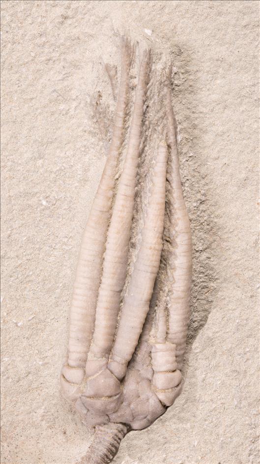 Picture of Parascytalocrinus validus crown