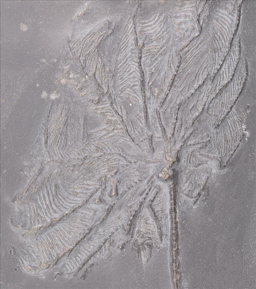 Picture of Imitatocrinus gracilior crown
