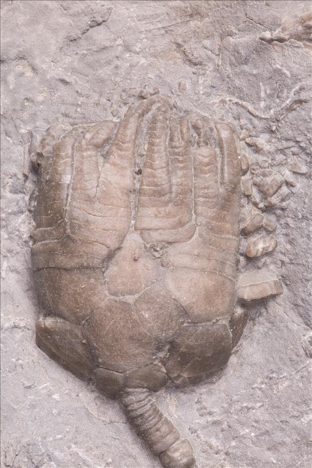 Picture of Lecanocrinus macropetalus crown