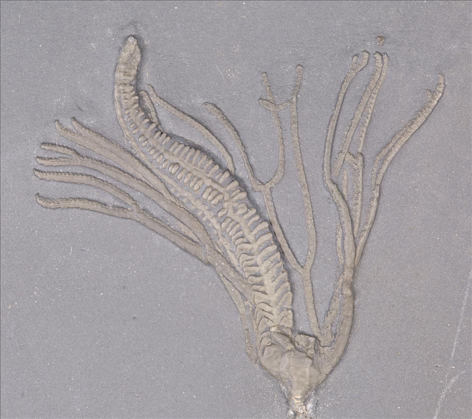Picture of Lecythocrinus eifelianus crown