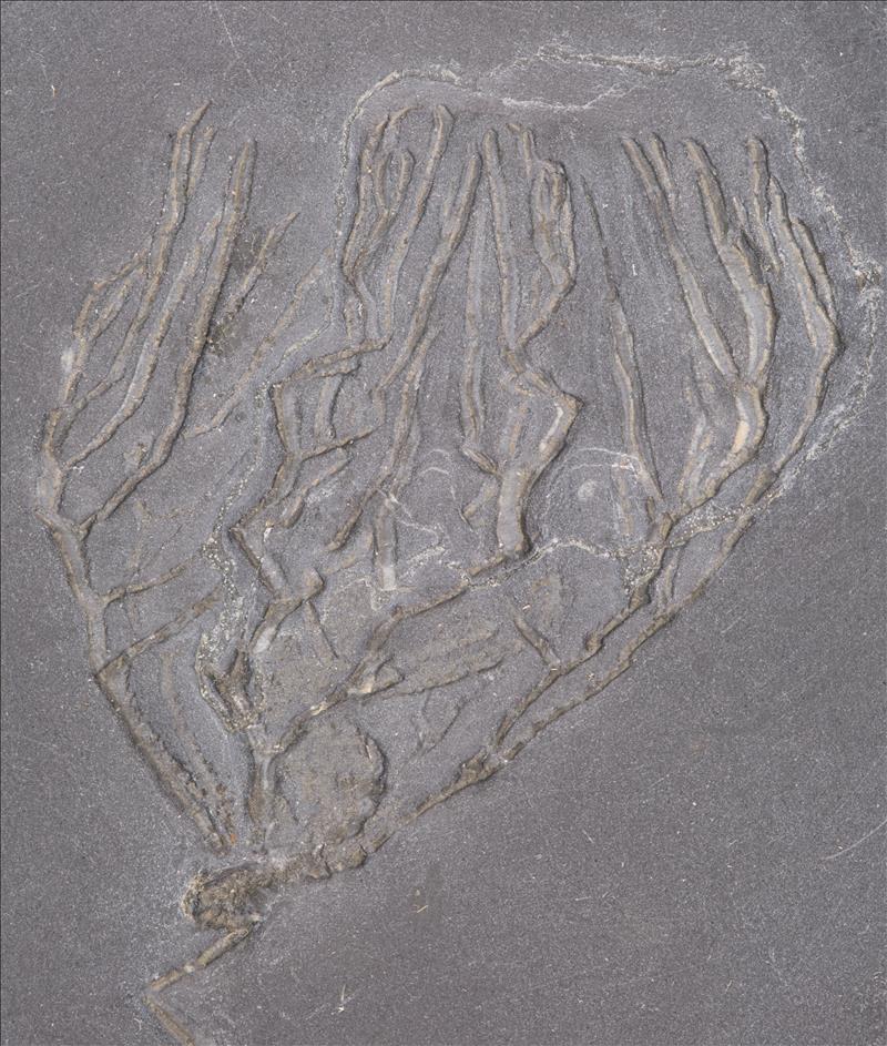 Picture of Rhadinocrinus nanus crown