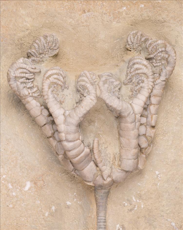 Picture of Onychocrinus ulrichi crown