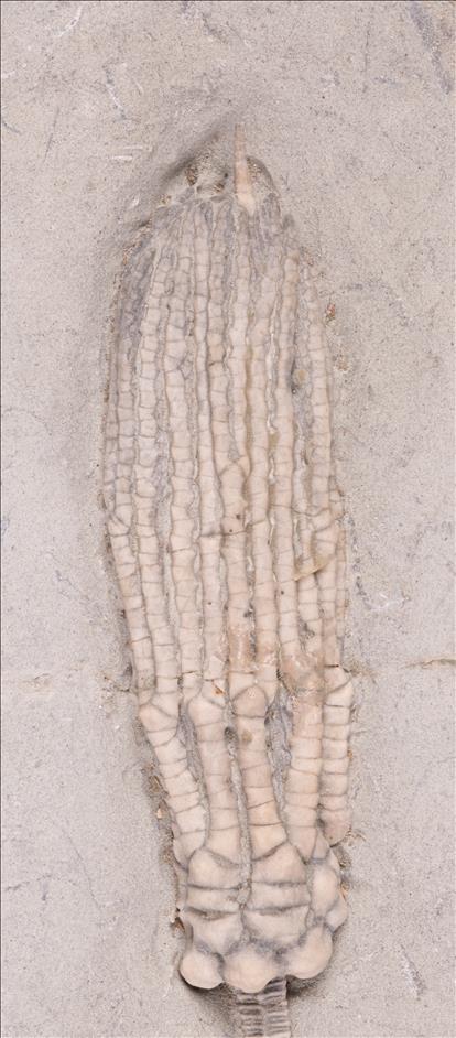 Picture of Abrotocrinus coreyi crown