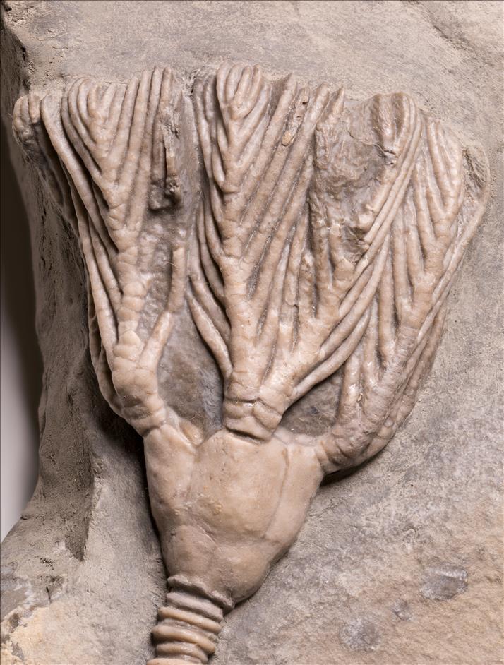 Picture of Eucladocrinus sp. crown