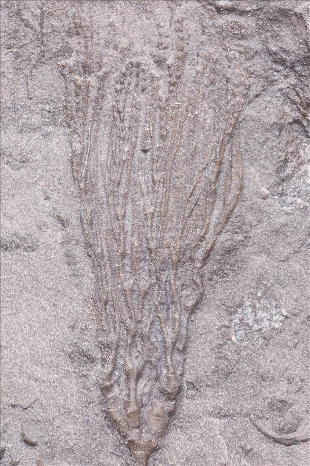 Picture of Drymocrinus geniculatus crown