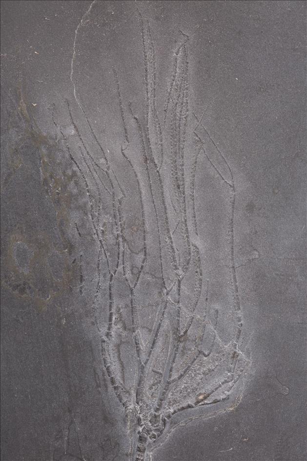 Picture of Follicrinus grabei crown