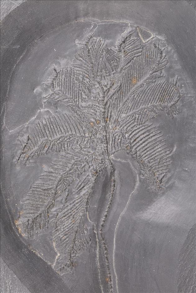 Picture of Hapalocrinus elegans crown