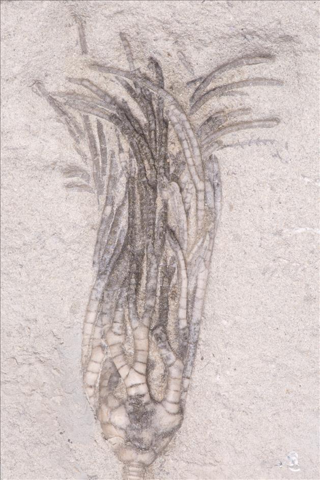 Picture of Parisocrinus crawfordvillensis crown