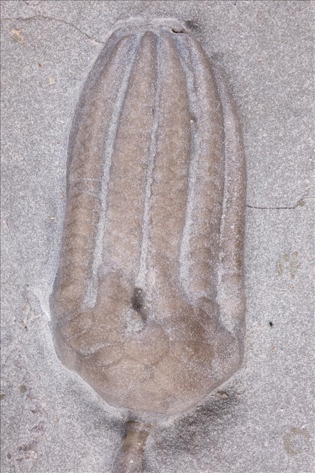 Picture of Gazacrinus sp. crown