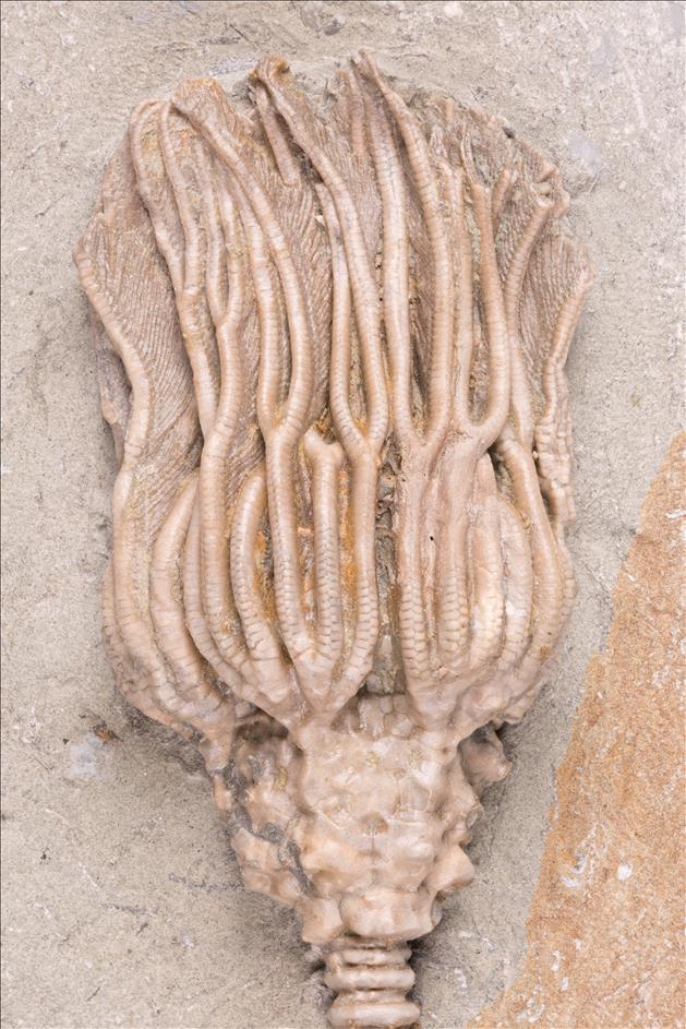 Picture of Thinocrinus gibsoni crown