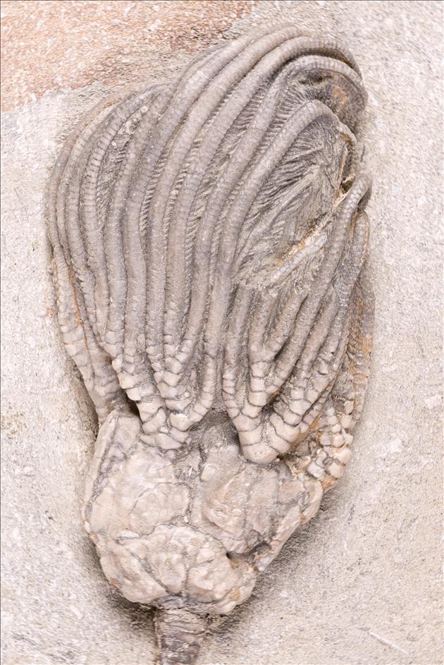 Picture of Platycrinites saffordi crown