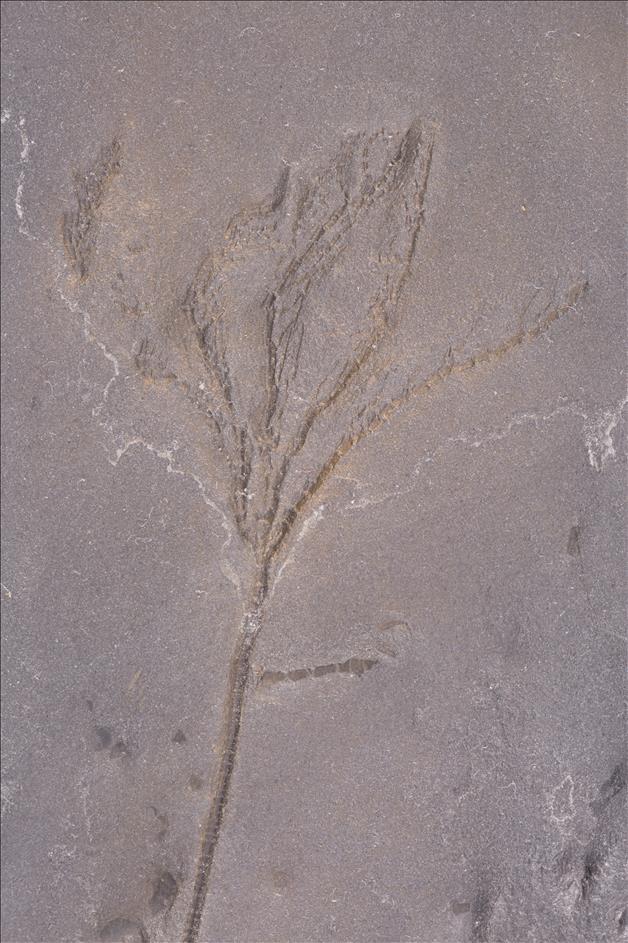 Picture of Thallocrinus sp. crown