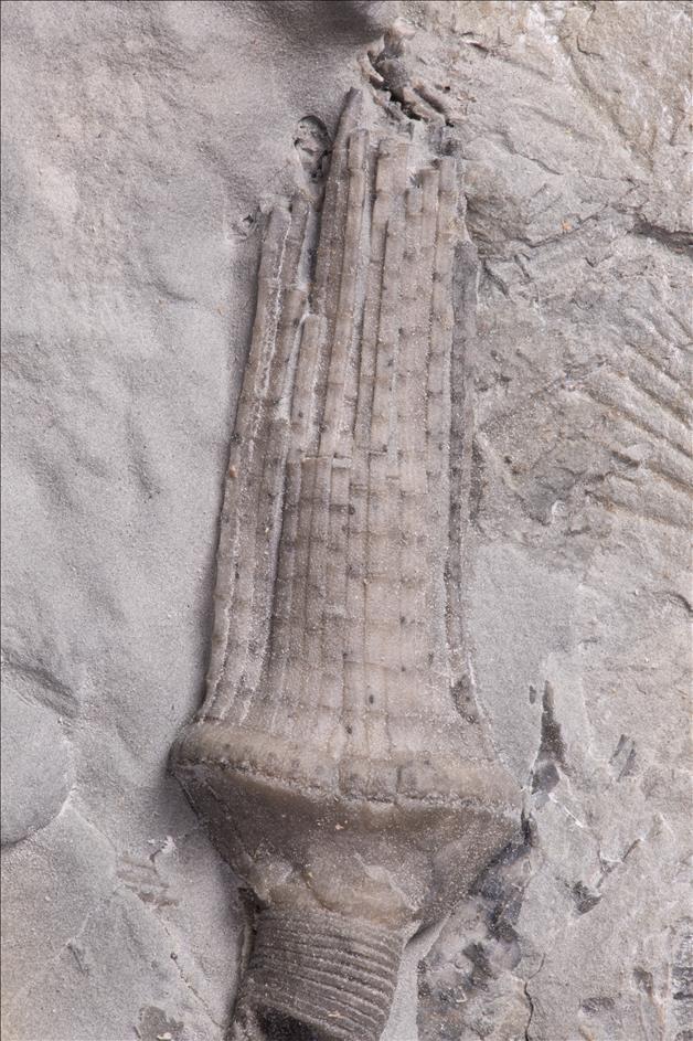 Picture of Catillocrinus wachsmuthi crown