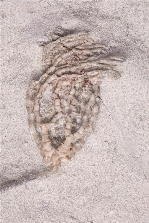 Picture of Linocrinus sp. crown