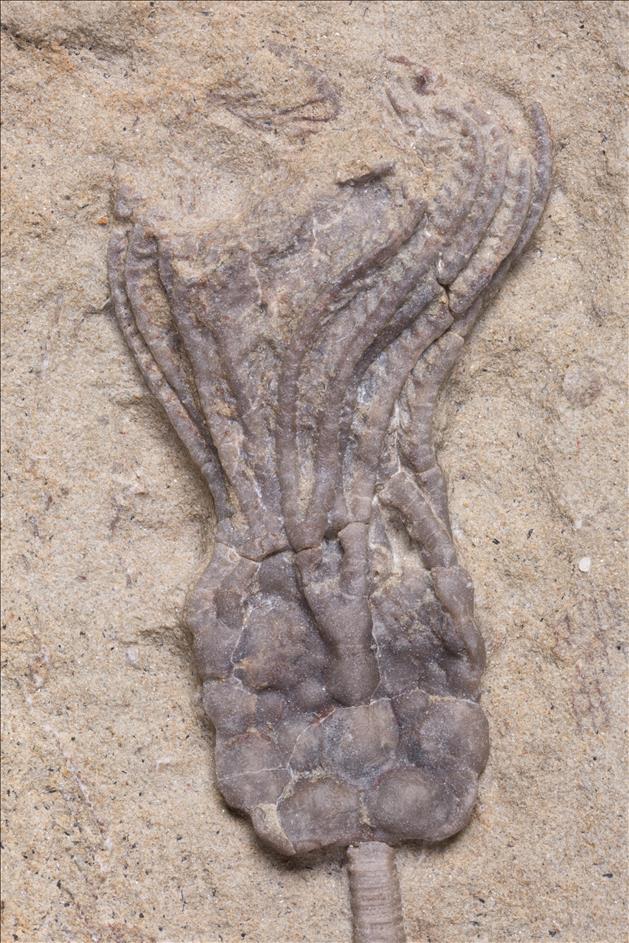 Picture of Cribanocrinus coxanus crown