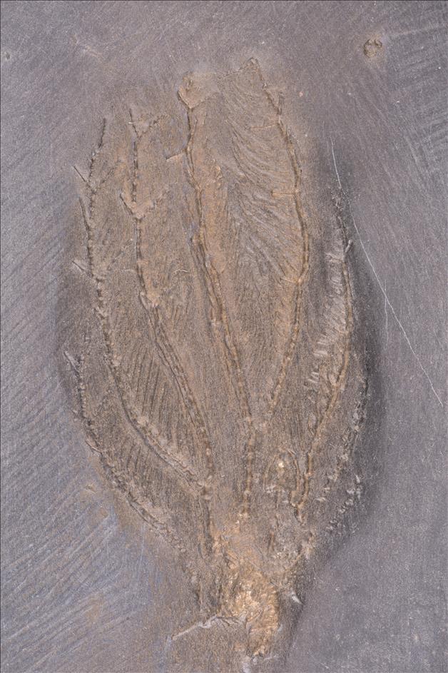 Picture of Acanthocrinnus linguabachensis crown