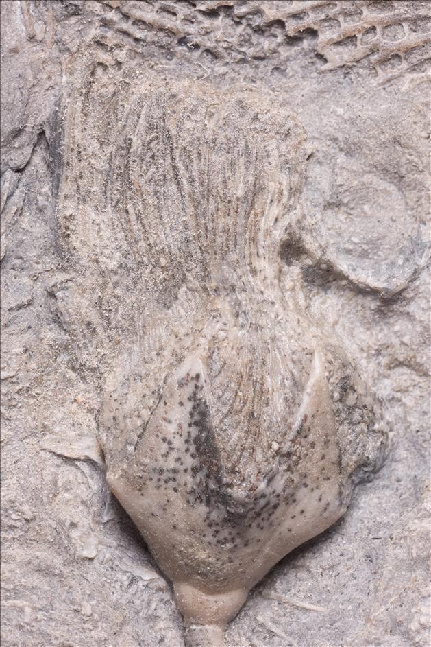 Picture of Pentremites sp. crown