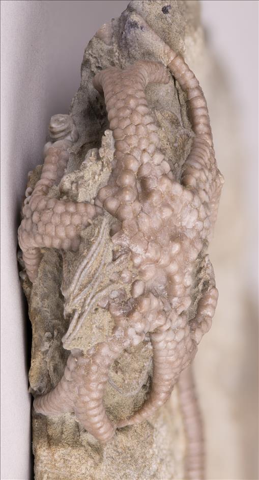 Picture of Gilbertsocrinus tuberosus top of crown