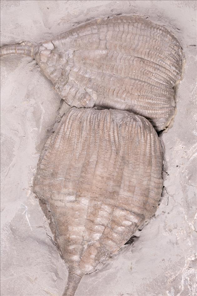 Picture of Ichthyocrinus laevis crowns