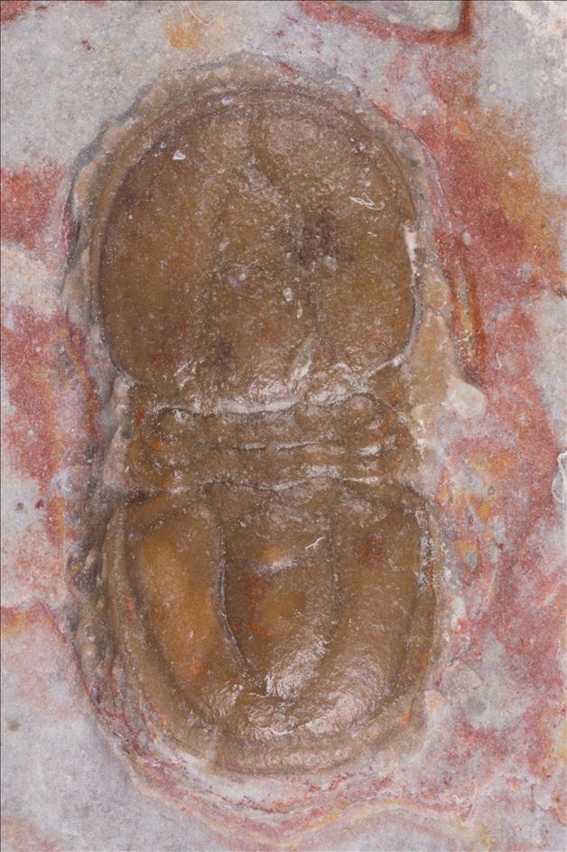 Picture of Ptychagnostus punctuosus