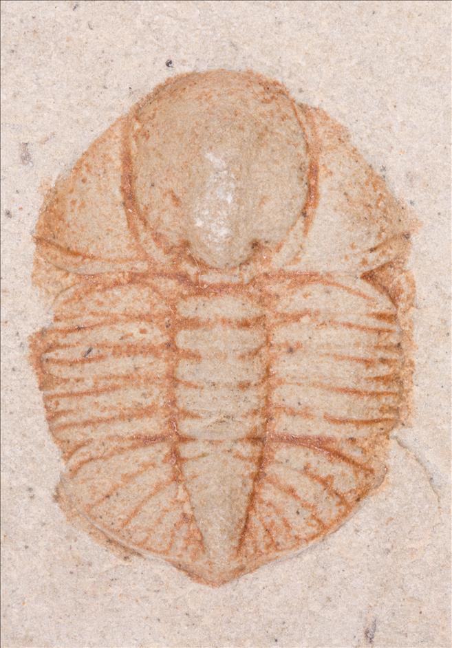 Picture of Ampyxina bellatula specimen A