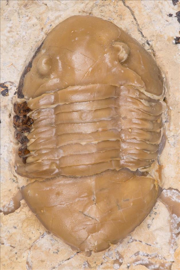 Picture of Homotelus bromidensis lower specimen