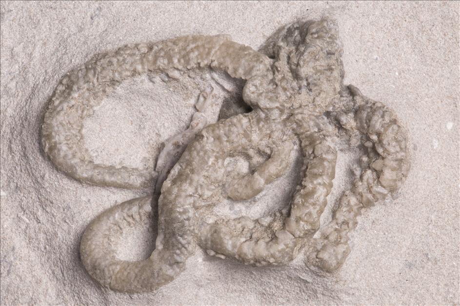 Picture of Onychaster flexilis independent