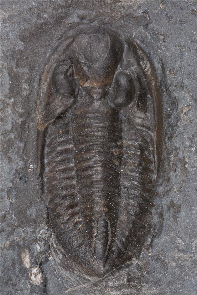 Picture of Ditomopyge olsoni