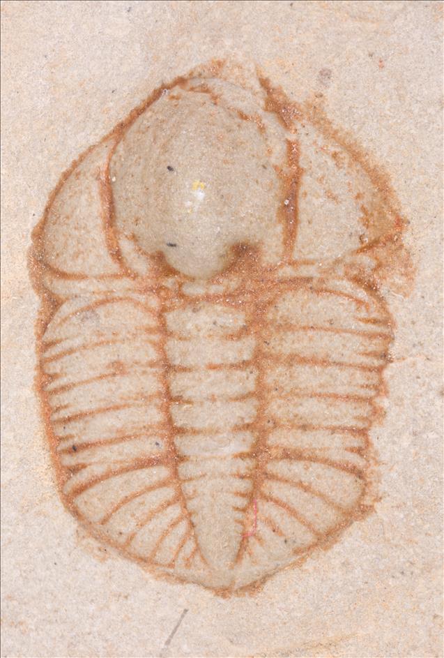 Picture of Ampyxina bellatula specimen B