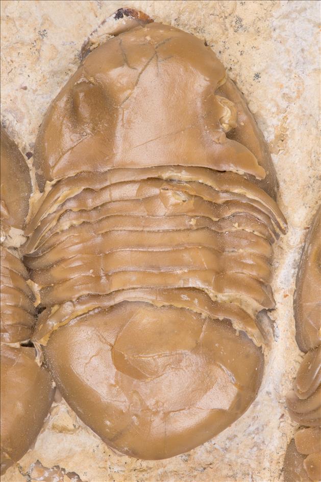 Picture of Homotelus bromidensis upper center specimen