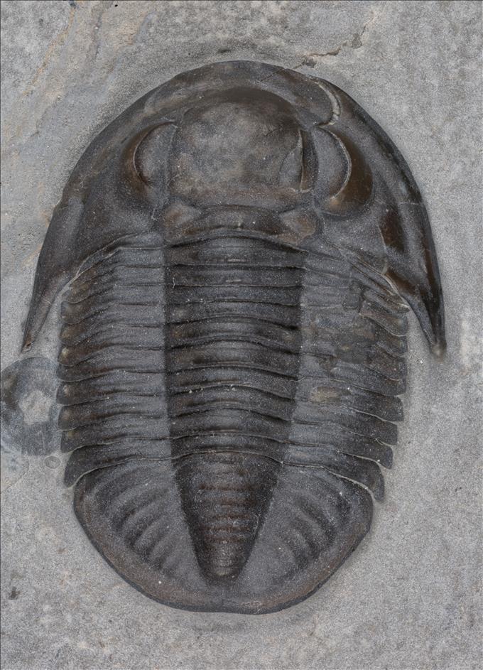 Picture of Pseudodechenella rowi